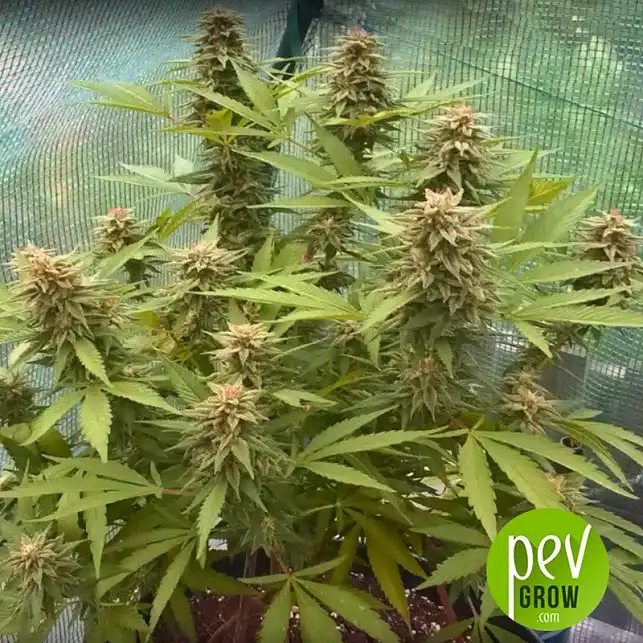 Delicious Candy - Image 2