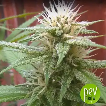 Delicious Candy - Image 1