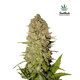 Pineapple Express Auto