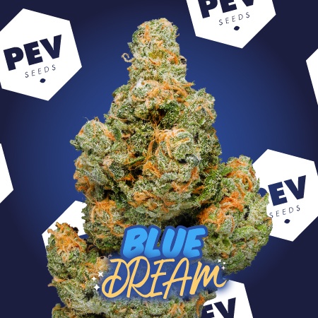 Blue Dream Fleurs