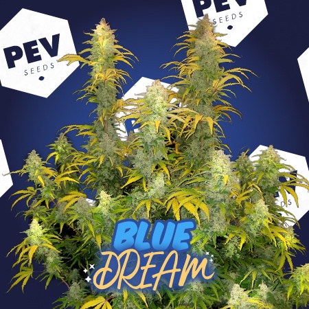 Blue Dream - Pev Bank Seeds