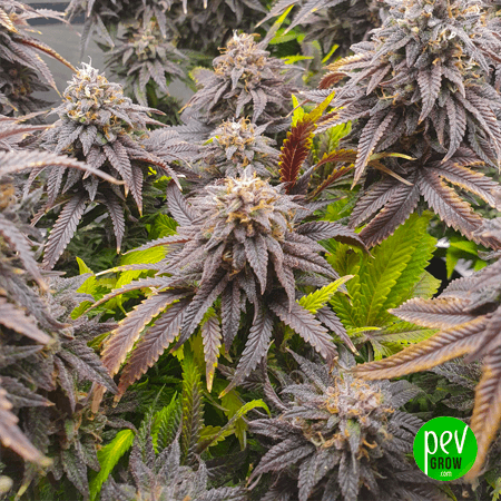 Forbidden Fruit - Image 2