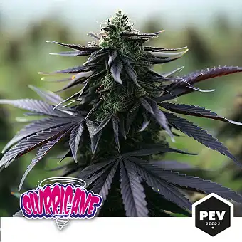 Slurricane (Dosidos x Purple Punch)