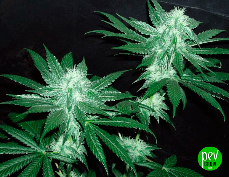 Italian Ice - Grosse Tête