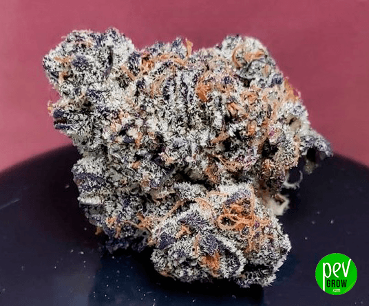 Italian Ice - Vue générale