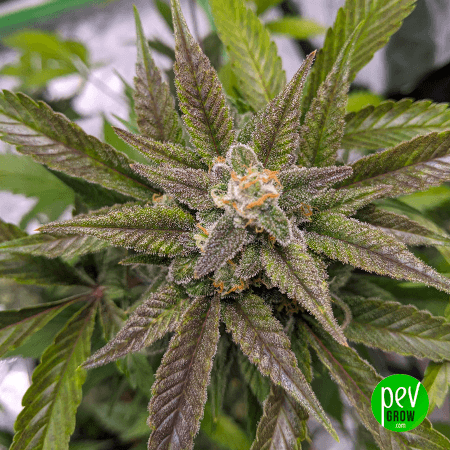 Wedding Crasher Image 2