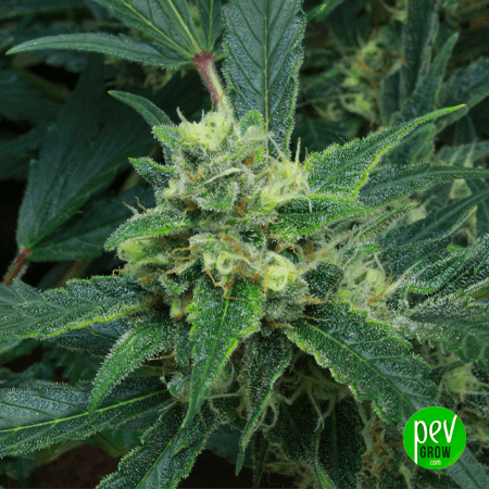 Wedding Crasher Image 3