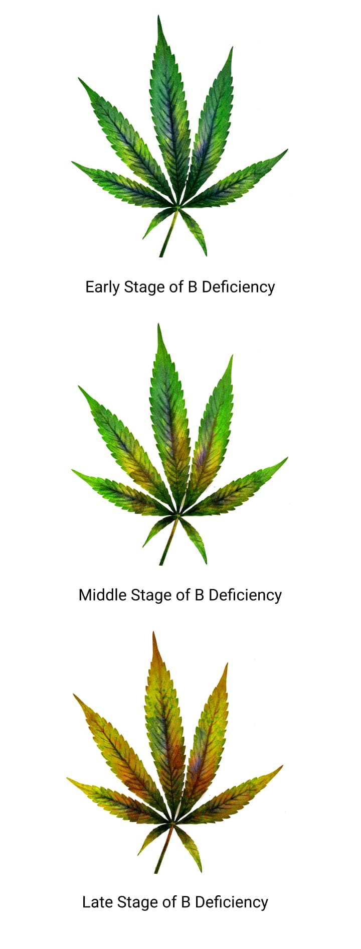 Carence Bore Cannabis 2