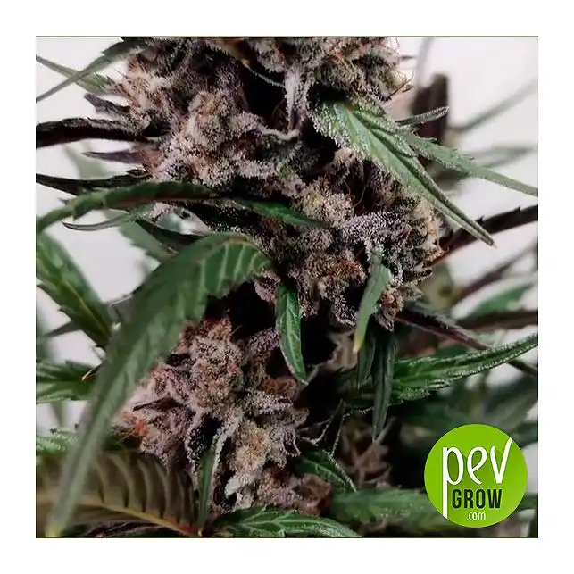 Cream Caramel Auto - Image 2