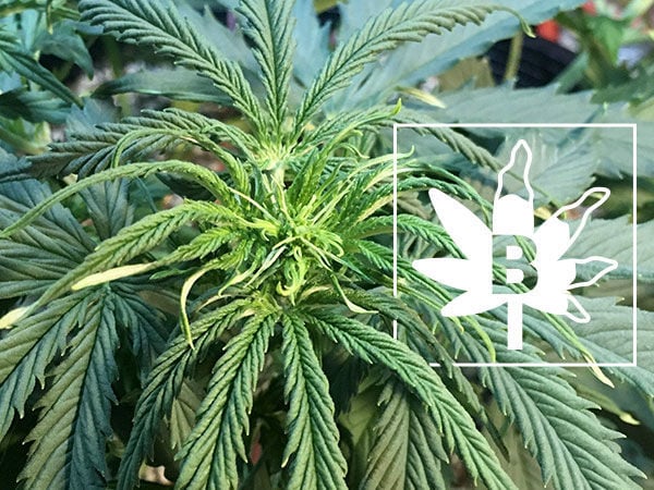 Carence Bore Cannabis 1