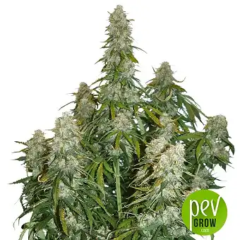 Big Bud Auto