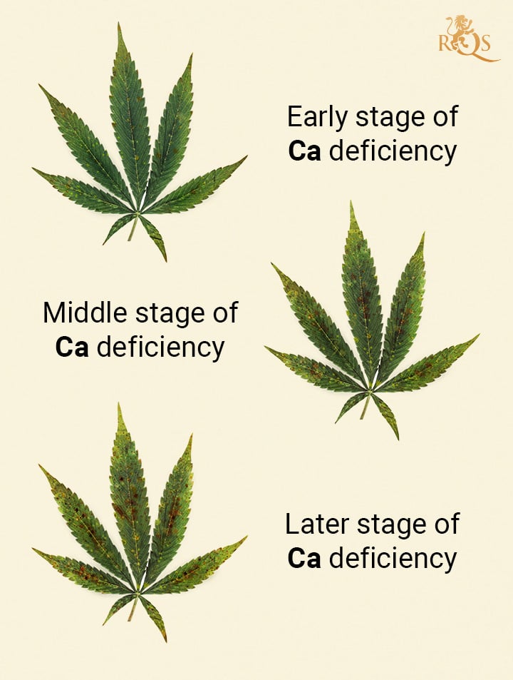 Carence Calcium Cannabis 1