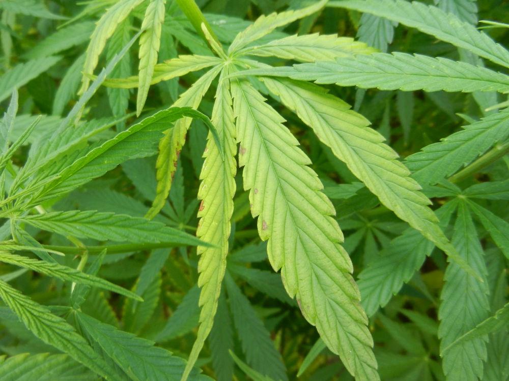 Carence Soufre Cannabis 2