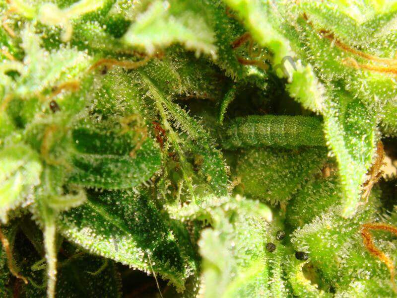 Dégâts de chenille cannabis