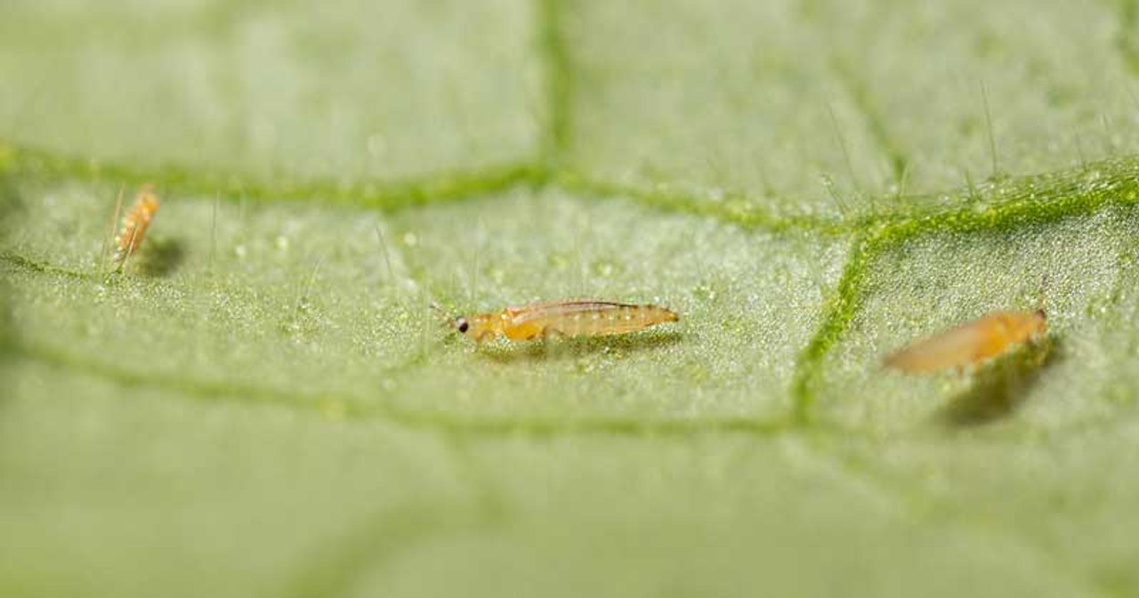 Thrips adulte et larve cannabis 2