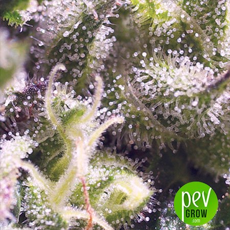 Cream Caramel Auto - Image 4