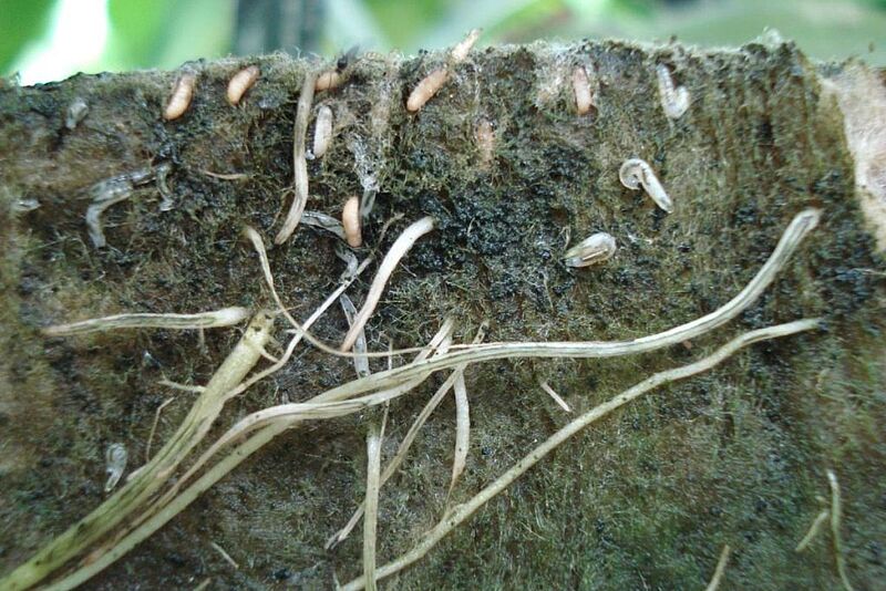 Larves sciarides substrat cannabis