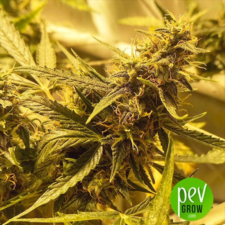 Glue Gelato Auto - Image 3