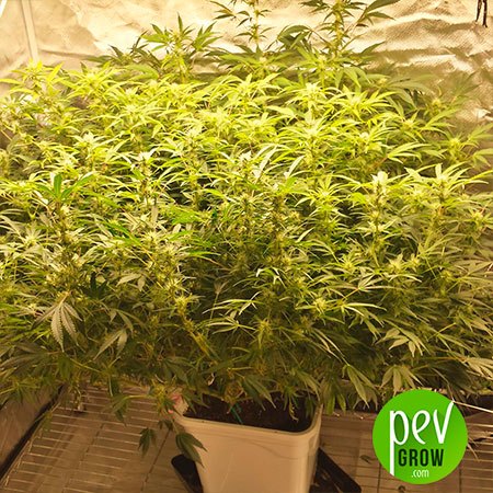 Glue Gelato Auto - Image 4