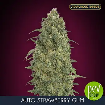 Strawberry Gum Auto