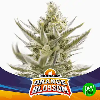 Orange Blossom XXL Auto
