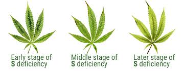 Carence Soufre Cannabis 1