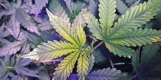 Carence Fer Cannabis 2