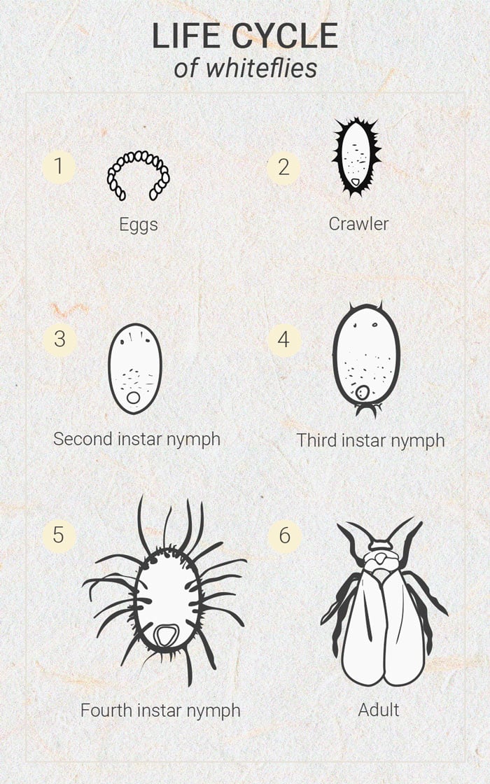 Aleurodes Lifecycle Cannabis 2