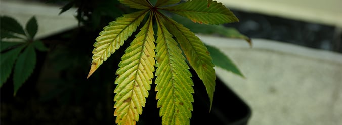 Carence Manganèse Cannabis 2