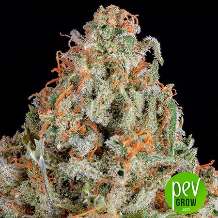 Structure Orange Sherbet Auto – plante mature en floraison