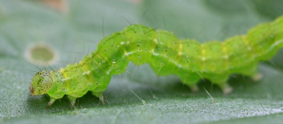Chenille sur plant de cannabis