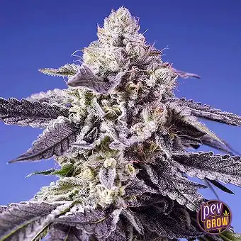 Permanent Jealousy XL Auto