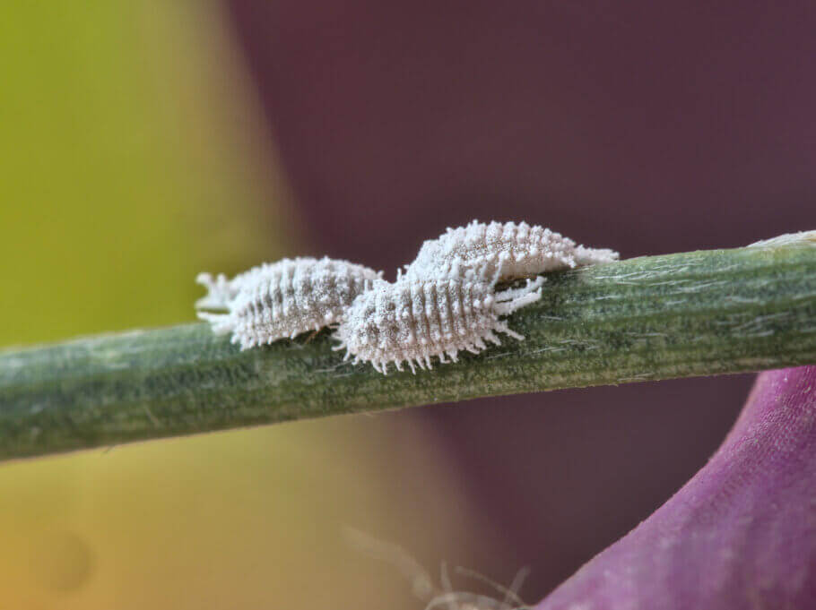 Cochenilles à carapace sur feuille cannabis