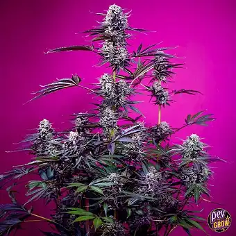 Studio 54 x Red Strawberry Banana Auto