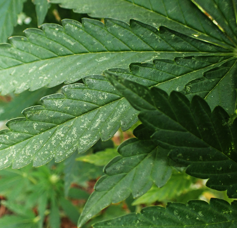 Thrips dégâts cannabis 1