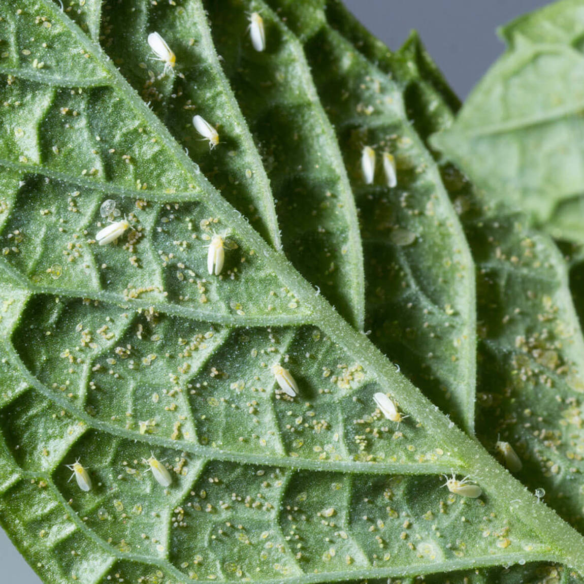 Aleurodes Cannabis 1